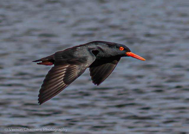 Vernon Chalmers: Phenomenology in Flight