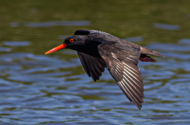 African Oystercatcher in Flight Table Bay Nature Reserve Woodbridge Island Copyright Vernon Chalmers Photography