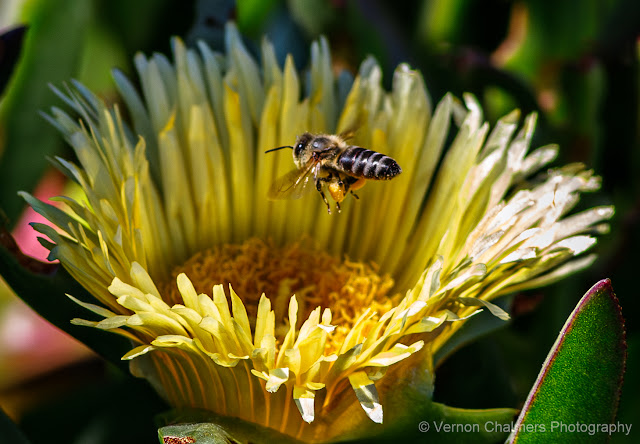 Bee in Flight : Arnhem Milnerton