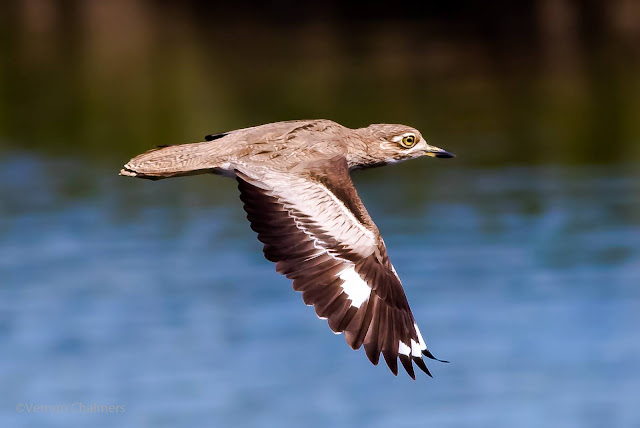 Water Thicknee : Canon EOS 7D Mark II / EF 400mm f/5.6L USM Lens