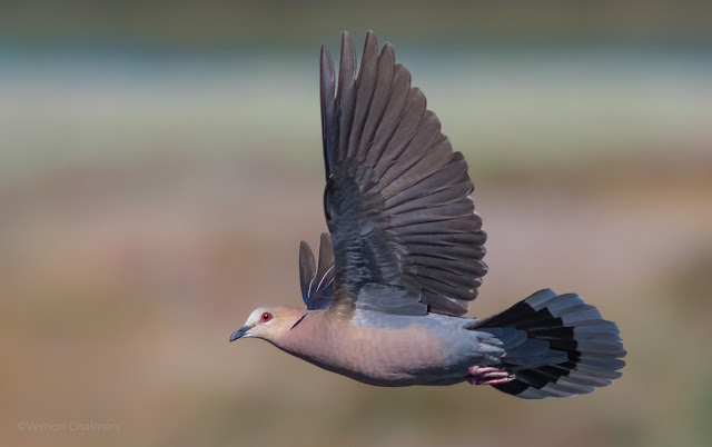 Red-Eyed Dove Canon EOS 7D Mark II / EF 400mm f/5.6L USM Lens