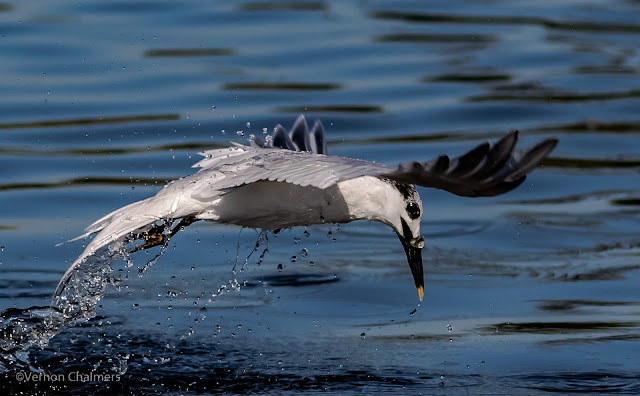 Birds in Flight Photography Training Woodbridge Island / Cape Town