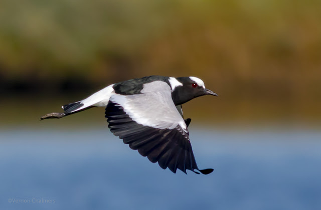 Canon EOS Advanced Autofocus Training Cape Town