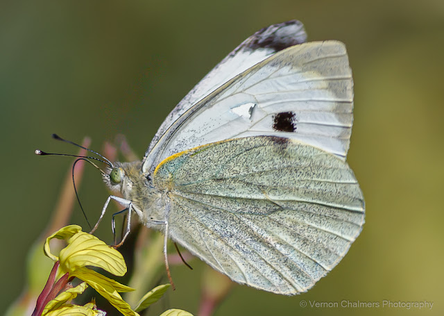 Cabbage White Butterfly : Diep River Woodbridge Island