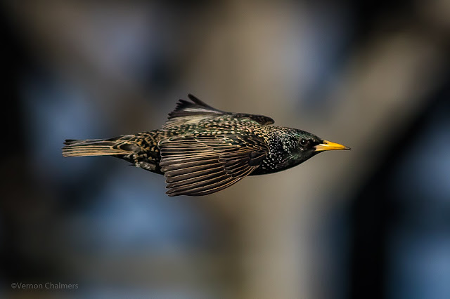 Common Starling : Canon EOS 7D Mark II / EF 400mm f/5.6L USM Lens