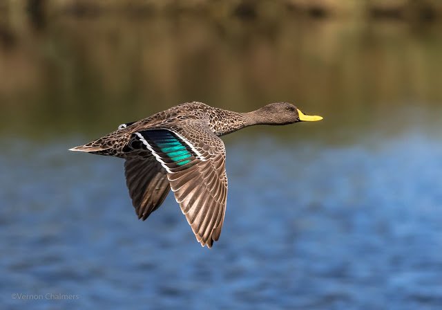 Birds in Flight Photography Training Woodbridge Island, Cape Town