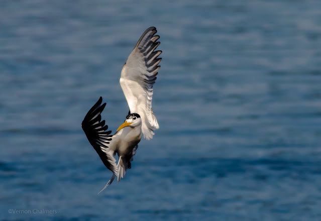 Birds in Flight Photography Sessions Woodbridge Island / Cape Town