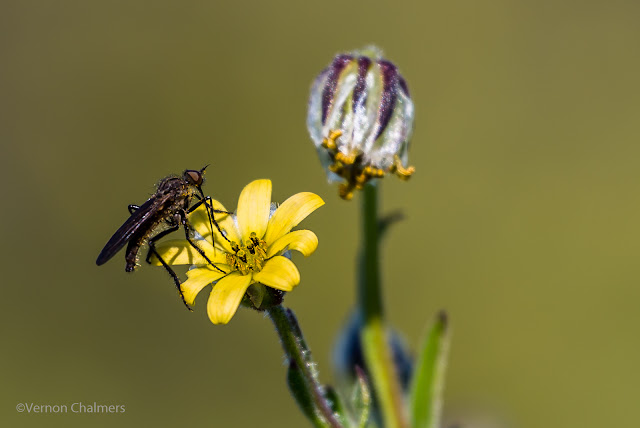 Close-Up Photography : Table Bay Nature Reserve, Woodbridge Island Cape Town