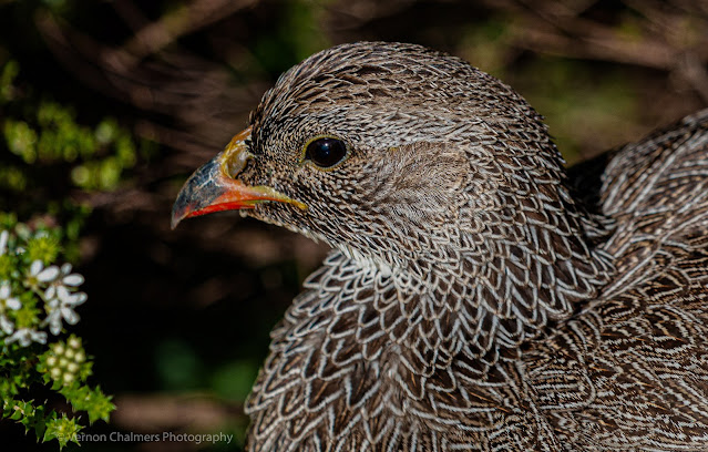 Cape Spurfowl Portrait Kirstenbosch National Botanical Garden, Cape Town