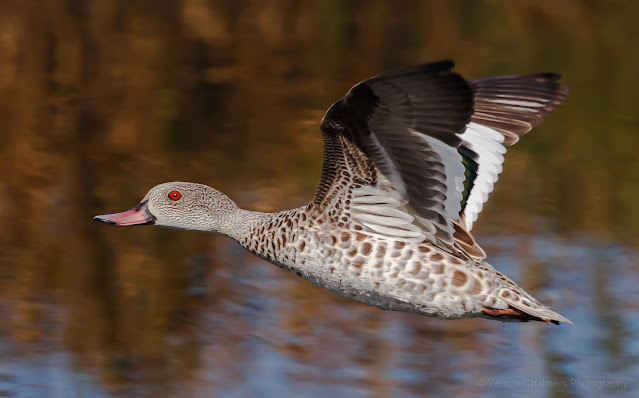 Vernon Chalmers Still a Canon EOS 7D Mark II User