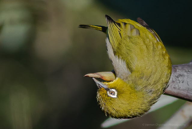 Cape White-Eye Kirstenbosch - Vernon Chalmers Photography Training Cape Town