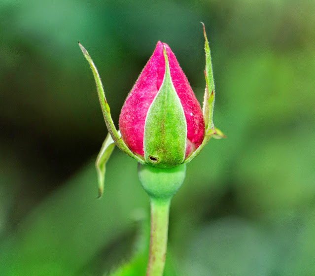 Canon Aperture and Depth of Field Samples