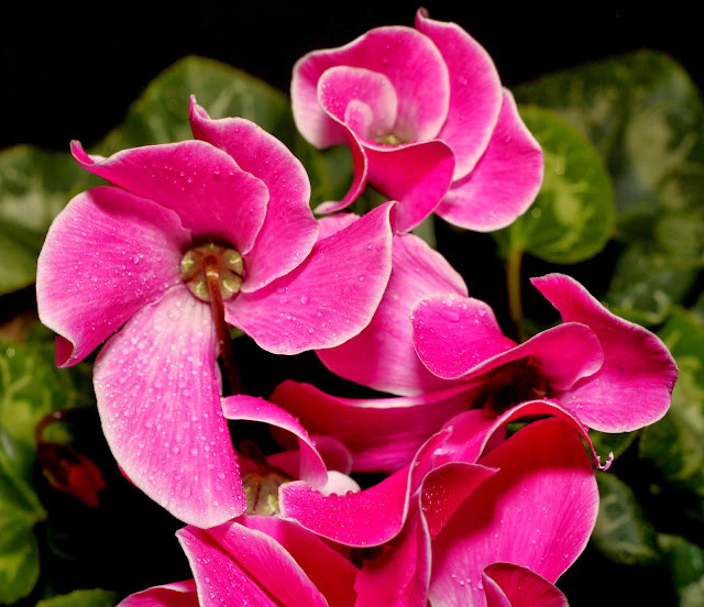 Canon Aperture and Depth of Field Samples
