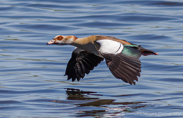 Egyptian Goose in Flight : Table Bay Nature Reserve, Woodbridge Island
