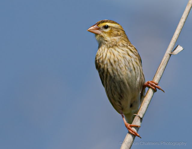 Perched Female Red Bishop Diep River Woodbridge Island Copyright Vernon Chalmers Photography