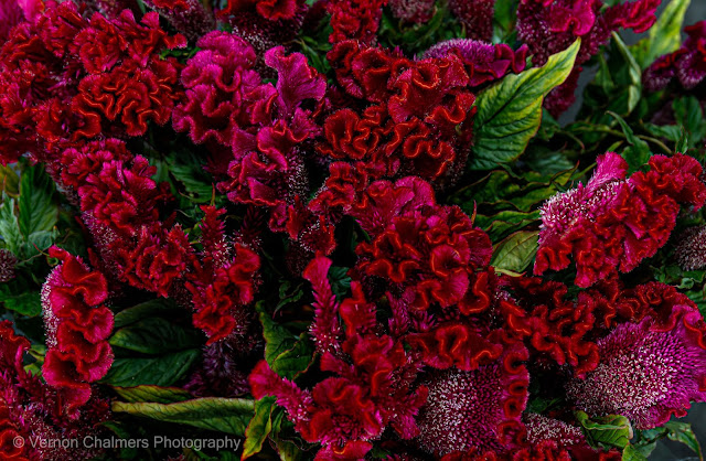 Fresh Flowers For Sale - The Paddocks, Milnerton
