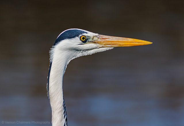 Birding with the Canon 7D Mark II, Woodbridge Island