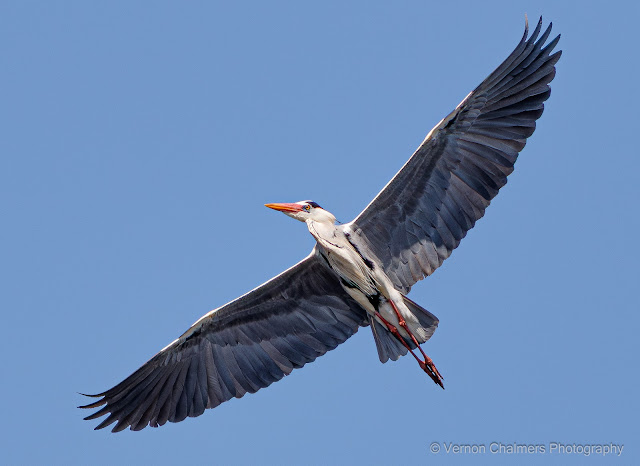Vernon Chalmers Still a Canon EOS 7D Mark II User