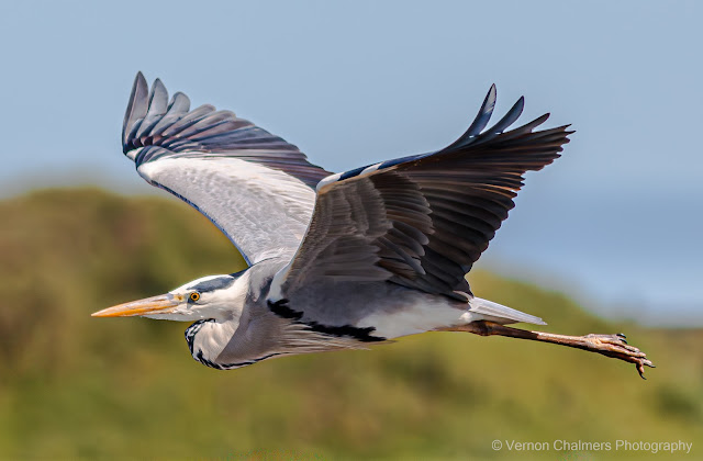 Vernon Chalmers: Phenomenology in Flight