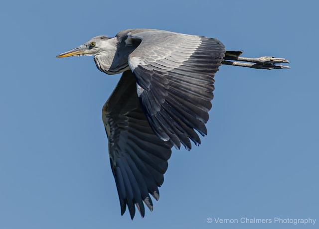 Grey Heron in Flight : Table Bay Nature Reserve Woodbridge Island