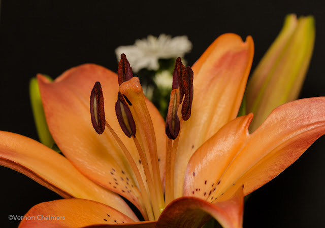 With Canon Macro Lens / Canon Speedlite Flash : Milnerton, Cape Town