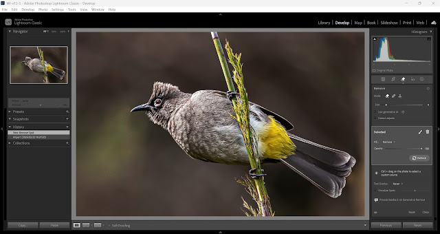 Cape Bulbul, Kirstenbosch : Lightroom Classic Version 14 (Intel Aspire Notebook)