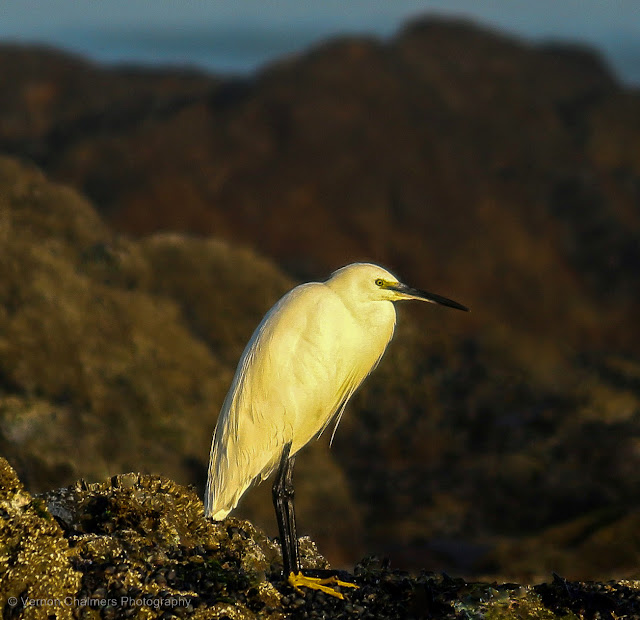 Pensive : Little Egret at Dusk at Bloubergstrand Pensive : Little Egret at Dusk at Bloubergstrand