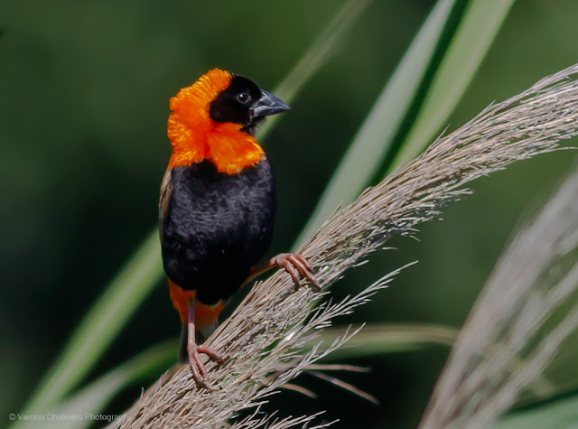 Red Bishop : Table Bay Nature Reserve Woodbridge Island