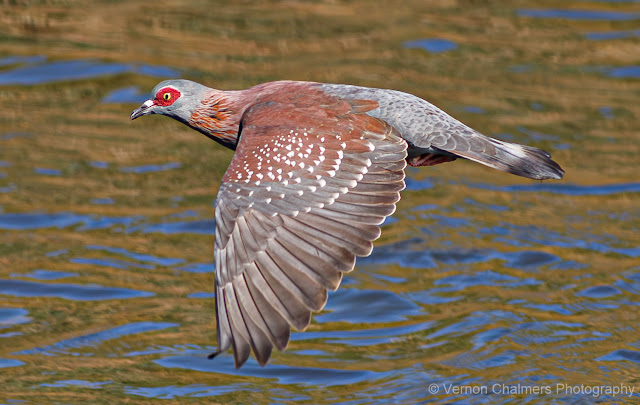 Vernon Chalmers: Phenomenology in Flight