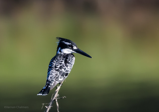 Pied Kingfisher : Table Bay Nature Reserve, Woodbridge Island