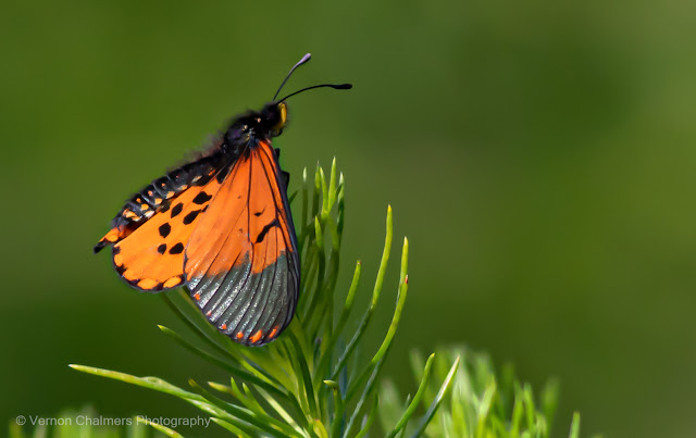 Serene Moment : Garden Acraea Butterfly Kirstenbosch Garden Serene Moment : Garden Acraea Butterfly Kirstenbosch Garden