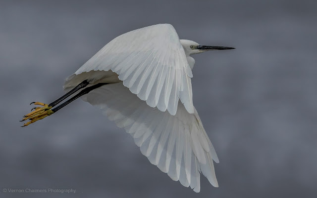 'The Bird in Flight as Symbol' Case Study : Little Egret Woodbridge Island 'The Bird in Flight as Symbol' Case Study : Little Egret Woodbridge Island