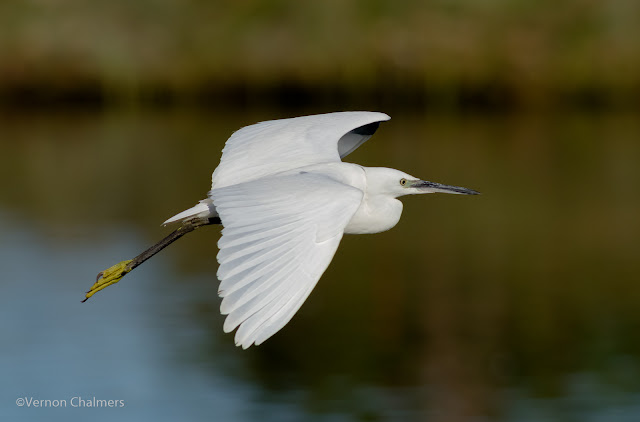 Birds in Flight Photography Training Woodbridge Island / Cape Town