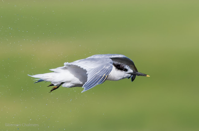 Small Birds in Flight Photography Training Cape Town