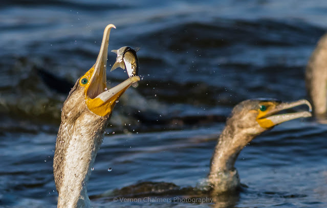 Fast Shutter Speed / Action Photography Training Woodbridge Island, Cape Town