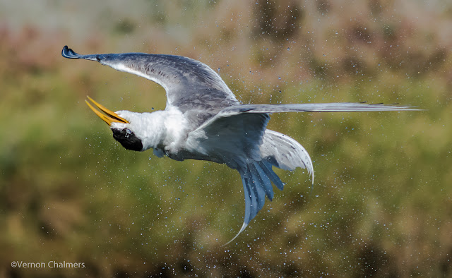 Canon EOS 7D Mark II - Woodbridge Island, Cape Town
