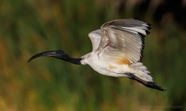 Vernon Chalmers Existential Birds in Flight Photography