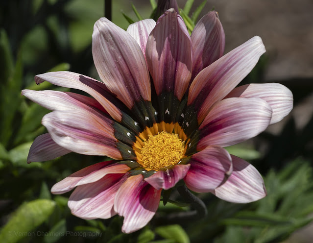 Wild Flowers (African Daisy), Kirstenbosch Garden, Cape Town