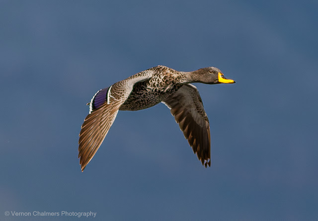 Vernon Chalmers: Phenomenology in Flight