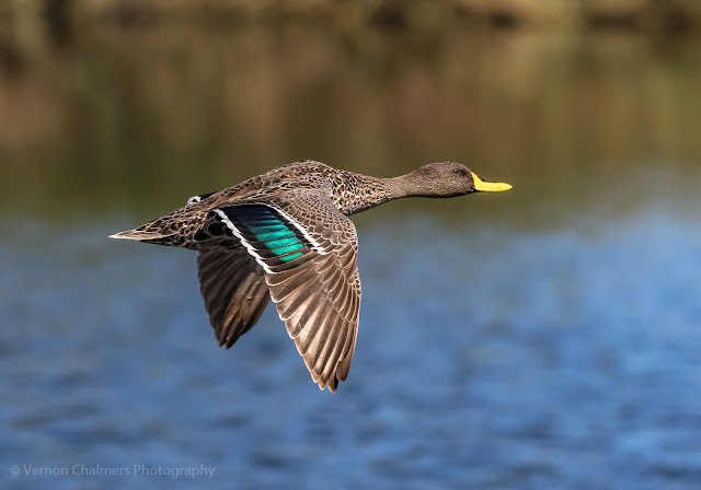 Vernon Chalmers Still a Canon EOS 7D Mark II User